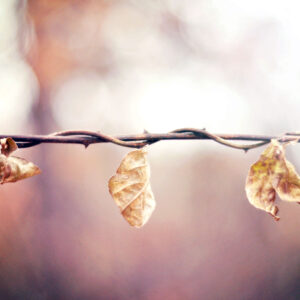 photo Entwined -  by Michelle Dizon