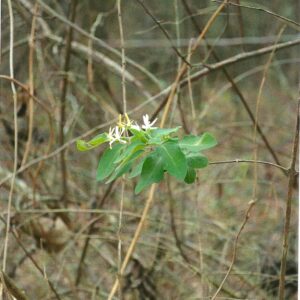 photo Awake Among the Sleeping -  by Marcella Pike