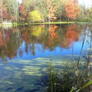 photo Reflections -  by Sylvia Jacobs