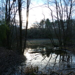 photo Pond -  by Melinda Myers