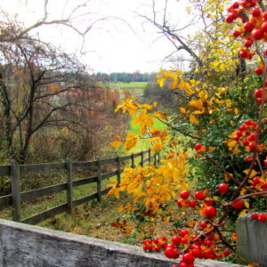 photo Fences -  by Maddy Beyer