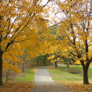photo The Trail -  by Cathy Graves