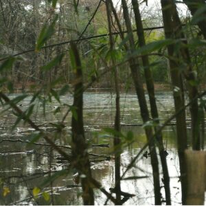 photo Pond in Bamboo Forest -  by Marcella Pike