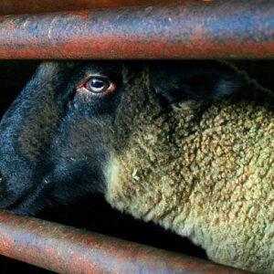 photo Taken on 4/20/2011 inside of the barn. by Randolph Logan Jr.