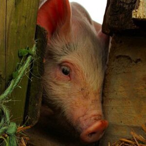 photo Taken on 4/20/2011 inside of the barn. by Randolph Logan Jr.