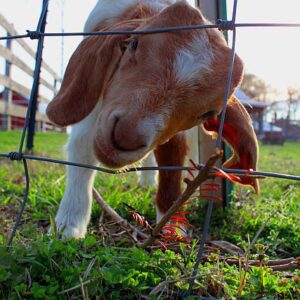 photo Taken on 4/20/2011 in pen near the playground by Randolph Logan Jr.