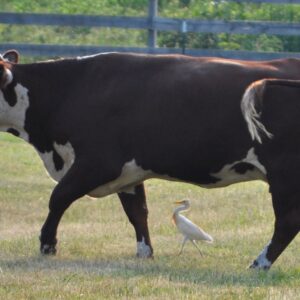 photo Taken at Kinder Farm Park. by Martin McCann