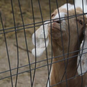 photo Taken by Julianna M. Bouffard of an expressive face on one of the goats at Kinder Farm Park by Julianna M. Bouffard