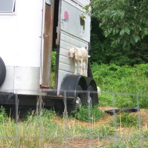 photo Taken on Sunday afternoon 6/19/2011 of Goat pen behind Sprouts Vegetable Garden by Elizabeth "Elli" Baressi (age 4.5yrs)