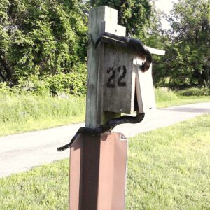 photo Taken of black snake on Bluebird Box #22 by Robert Hobson