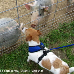 photo Taken by KFP pig pen by Maddy Beyer