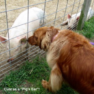 photo Taken by KFP pig pen by Maddy Beyer