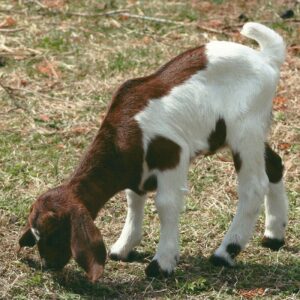 photo Taken on 4/4/2011 of bathe goat pen by Karen Schoenhaar