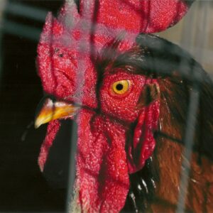 photo Taken in March 2011 of rooster in livestock area by Bob Guanti