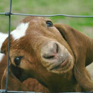 photo Taken on 4/25/2011 of balivestock area by Bob Guanti