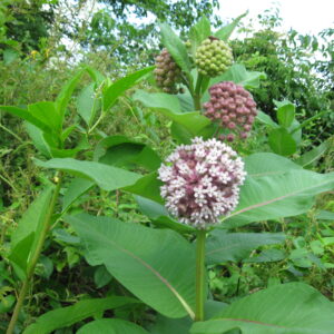 photo All in a Row - Taken 6/14/2011 on the part of the trail closest to Jumper's Hole Road on the right hand side of the trail right before getting to the ball fields.' by Joan Parvis