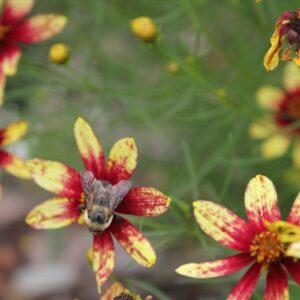 photo Taken of a bee polinating flowers at community gardens at Kinder Farm Park by Julianna M. Bouffard