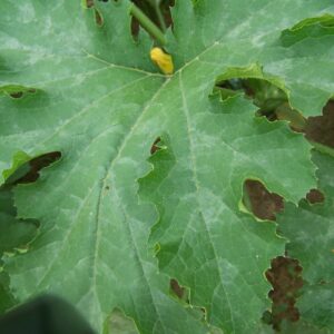 photo Taken on Sunday afternoon 6/19/2011 of KFP Sprouts Vegetable Garden by Elizabeth "Elli" Baressi (age 4.5yrs)