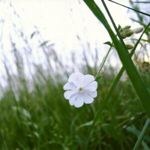 photo Taken on 5/27/2011 on paved walking trail near Whips area by Patrick May