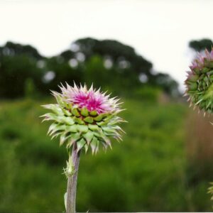 photo Taken on 5/27/2011 on paved walking trail near Whips area by Patrick May