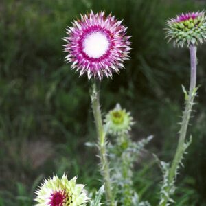 photo Taken on 5/27/2011 on paved walking trail near Whips area by Patrick May