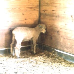 photo Hot morning in the barn -  by Alexis Rotella