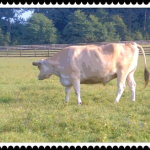 photo August day in the pasture -  by Alexis Rotella
