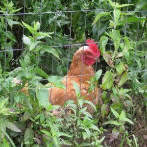 photo Rooster -  by Melissa Drouin