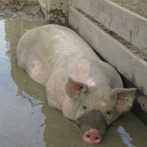 photo Pig Heaven -  by Melissa Drouin