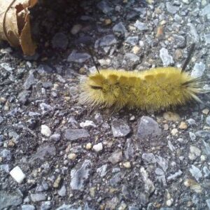 photo Fuzzy caterpillar -  by Melissa A Manning