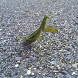 photo Praying Mantis -  by Melissa A Manning