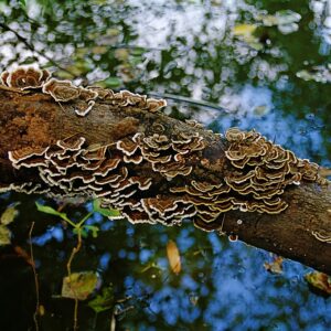 photo Fungi -  by Robert H. McKay