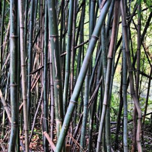 photo Bamboo -  by Robert H. McKay