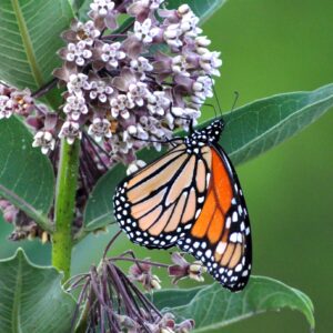 photo Butterfly -  by Martin McCann