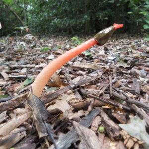 photo Stink Horn Fungus in the Woodland Garden -  by Bonnie Pavlak