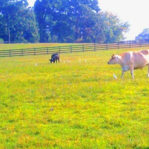 photo August morning -  by Alexis Rotella