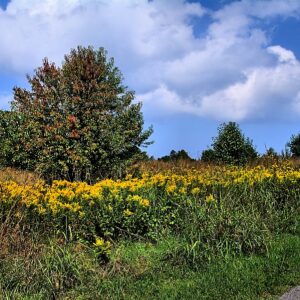 photo Goldenrod -  by Robert H. McKay