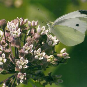 photo White on White - taken in June by Bob Guianti