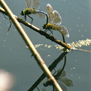 photo Dragonflies - taken in August by Bob Guianti