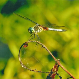 photo Touch Down - taken in July by Bob Guianti