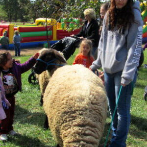 photo Sheep Show - taken in October by Maddy Beyer
