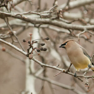 photo Cedar Waxwing - taken in December by Wendy Crowe