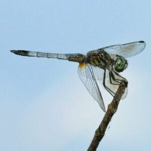 photo Dragonfly - taken in June by Wendy Crowe