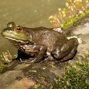 photo Frog - taken in June by Wendy Crowe