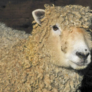 photo Voice of Experience - taken in October by Mark Laster