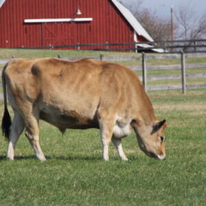 photo Clover - taken in November by Nancy Fisher
