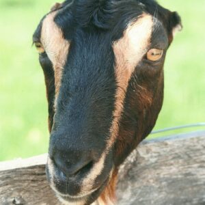 photo Hello! - taken in August by Karen Schoenhaar