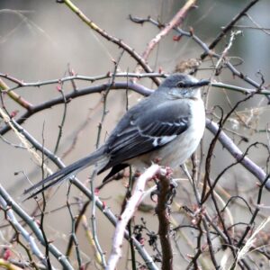 photo Winter Visitor - taken in February by Martin McCann