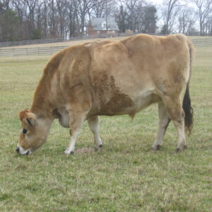 photo Clover Dines - taken in December by Marion A. Kay