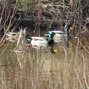 photo Ducks - taken in December by Chuck Kozub